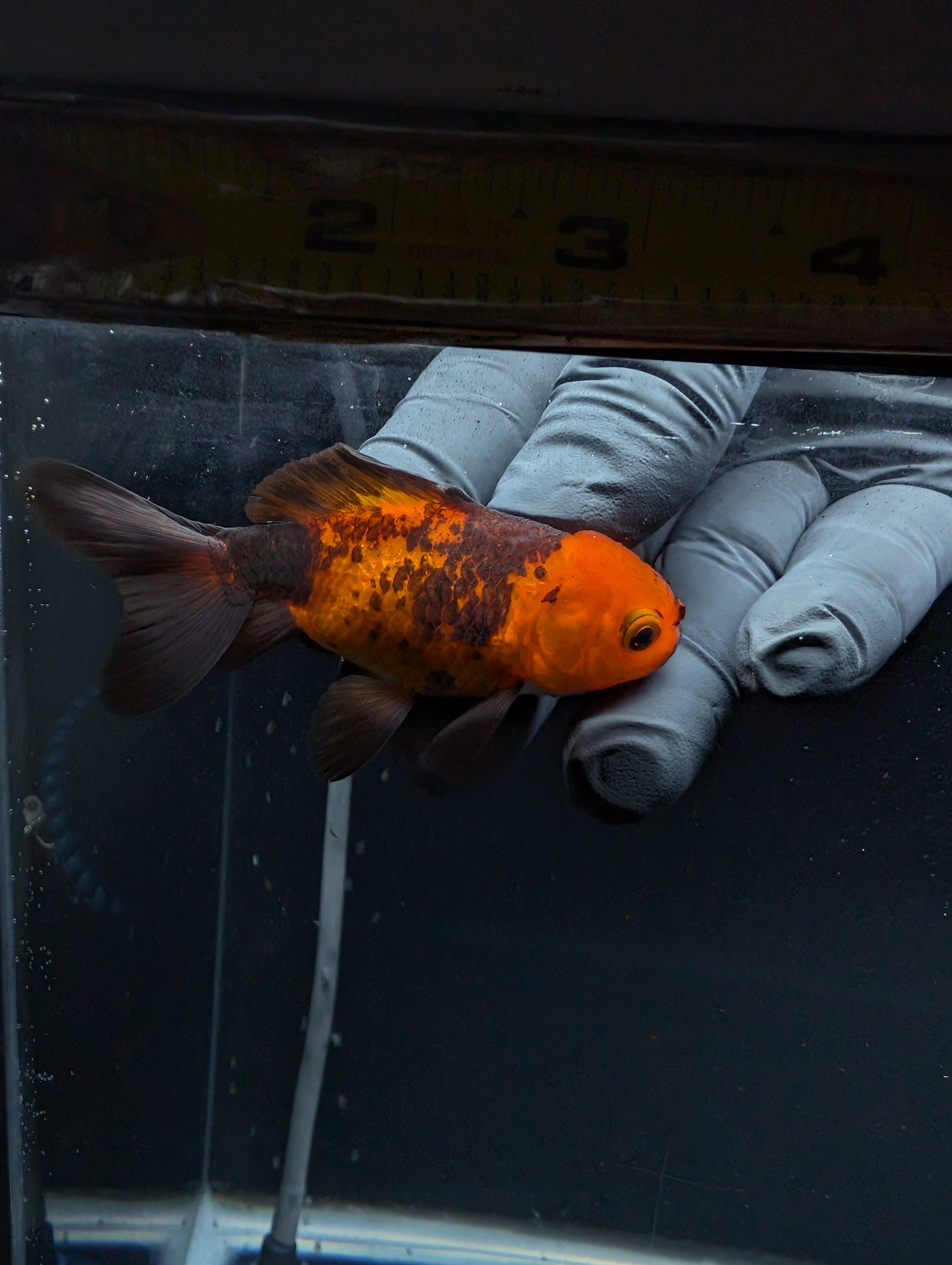Juvenile Oranda Red Black 3"-3.5"in.  ID#529T1A-054