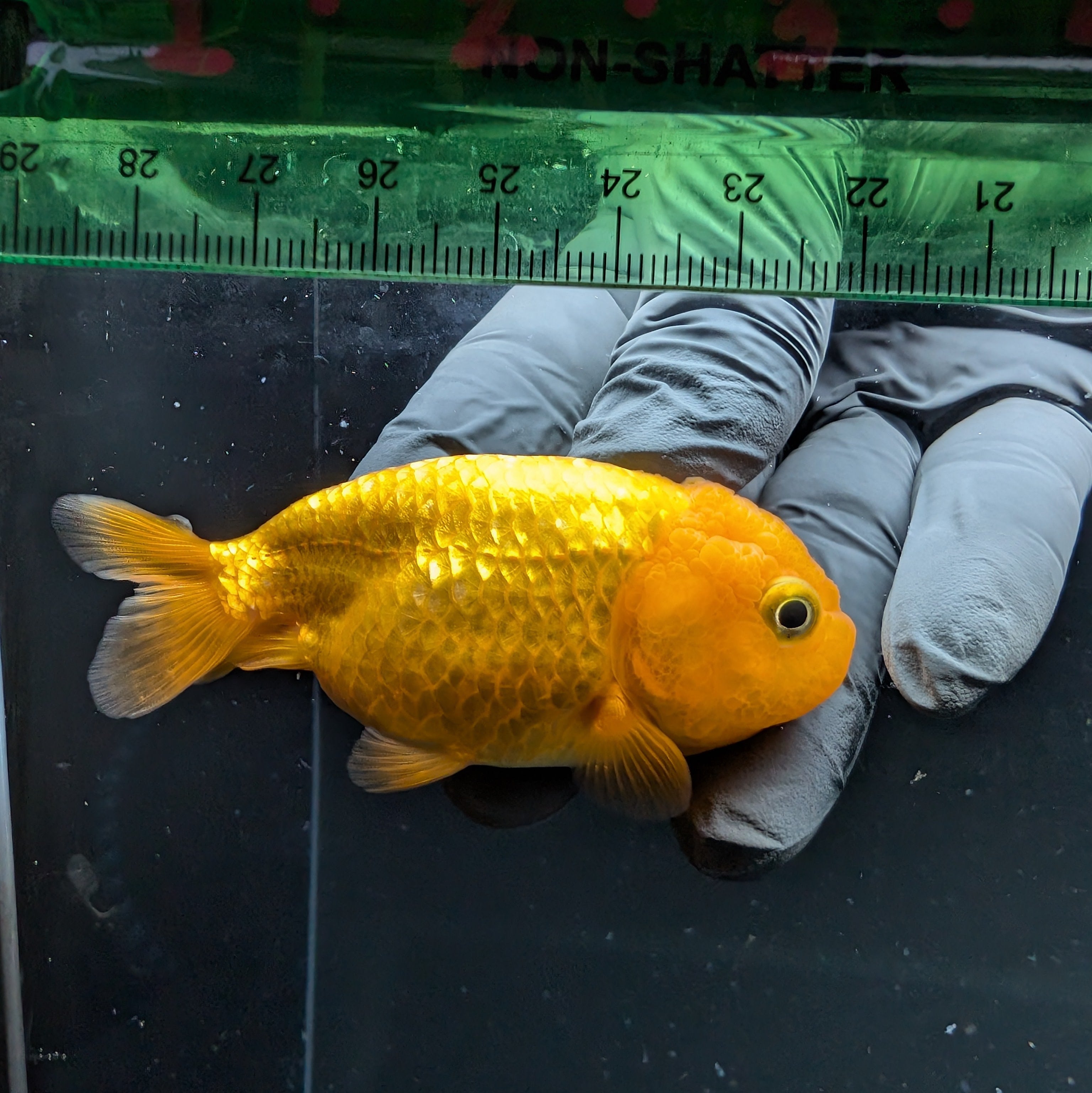 Ranchu Red White 2.5"-3" in. ID#724R4A-034