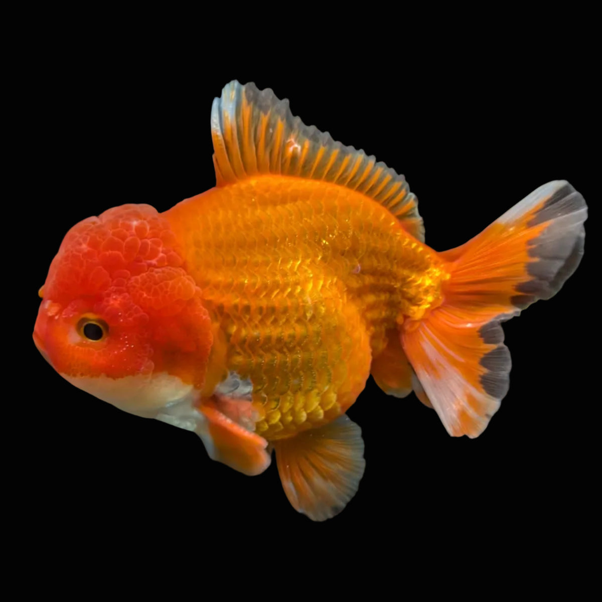 Jumbo Oranda Yuan Bao Red 4.5"-5"in. ID#904YB13A-004