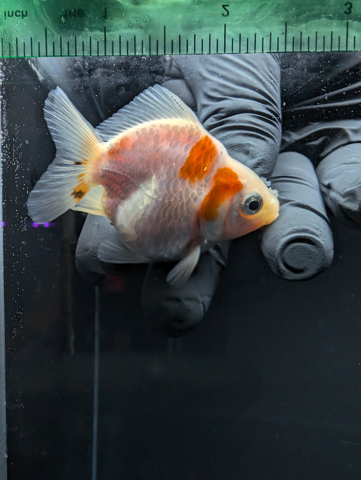Baby Thai Shogun Oranda Red White 2"-2.5" in. ID#1016BSG11A-004