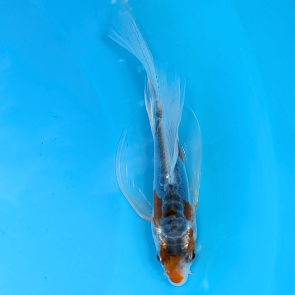 Shusui Butterfly Koi  5"-6" in. ID#727BFK-003