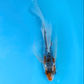 Shusui Butterfly Koi  5"-6" in. ID#727BFK-003