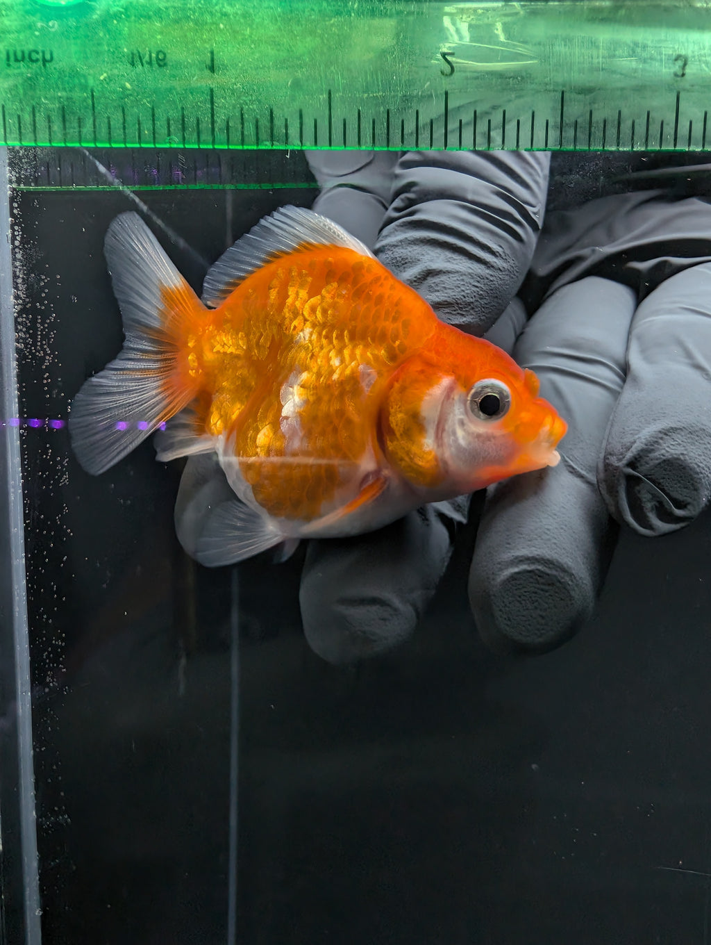 Baby Thai Shogun Oranda Red White 2"-2.5" in. ID#1016BSG11A-006