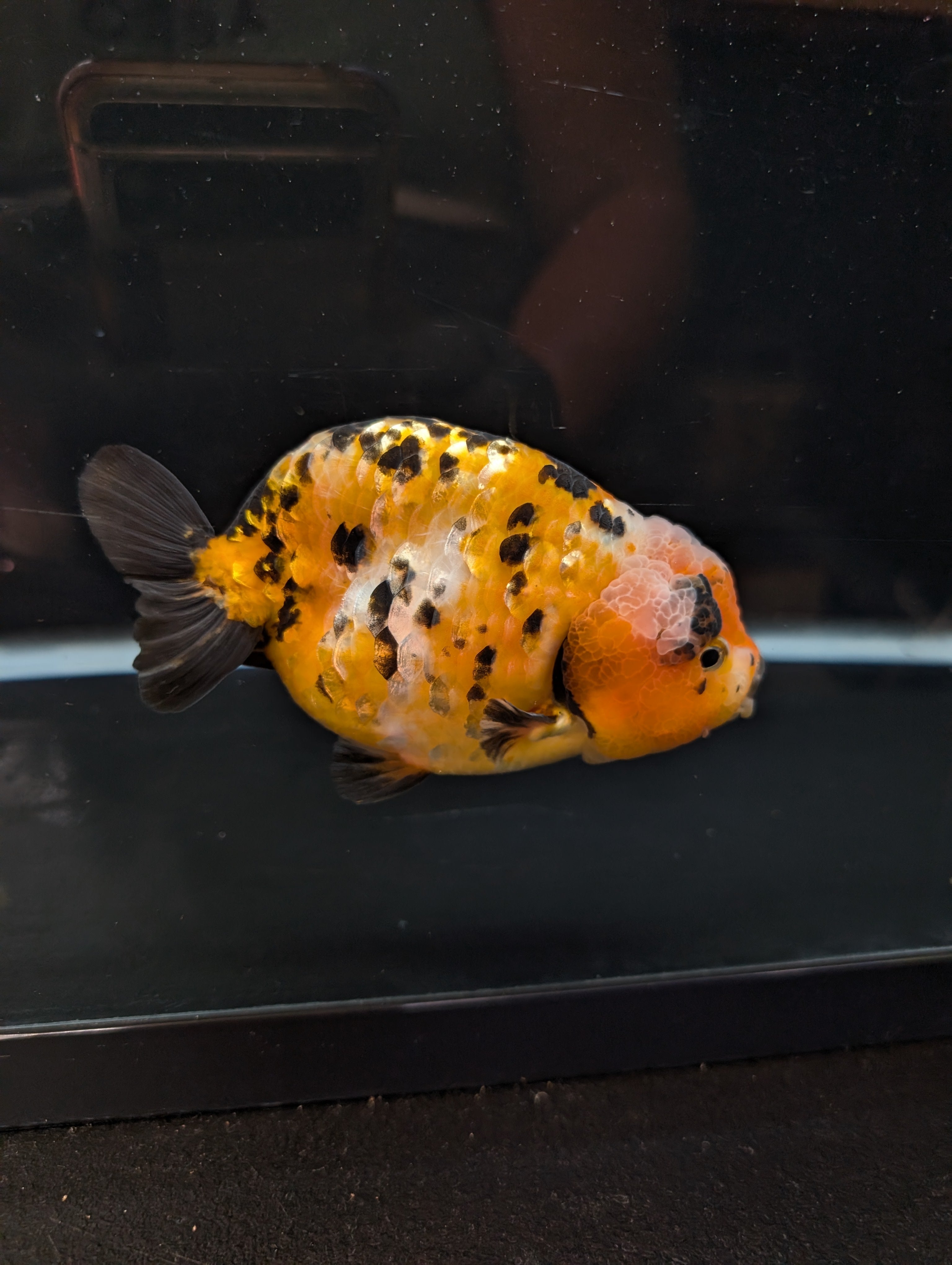 Jumbo Ranchu Calico 4.5"-5" in. ID#821R8A-033