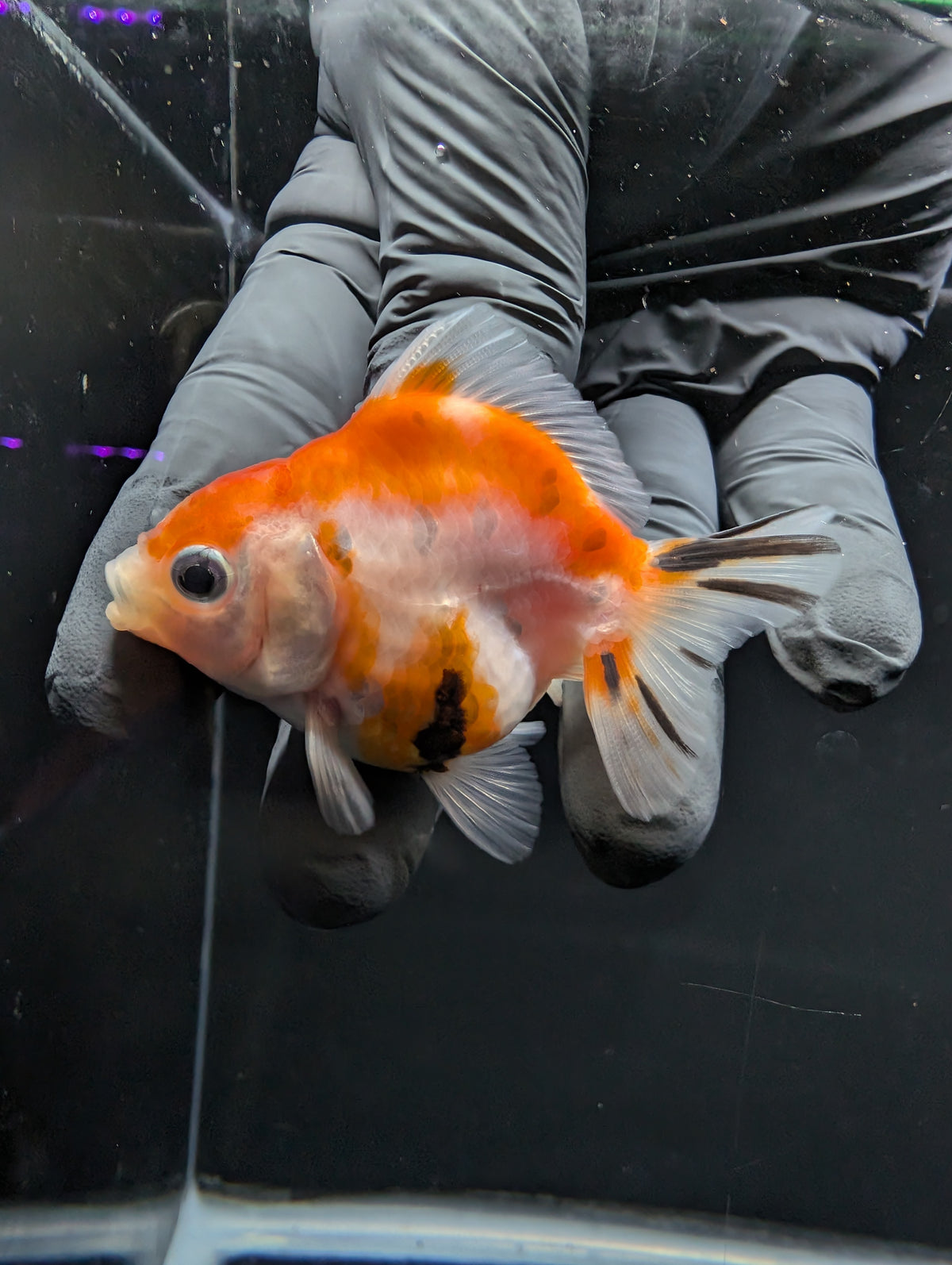 Baby Thai Shogun Oranda Tricolor 2"-2.5" in. ID#1016BSG11A-010