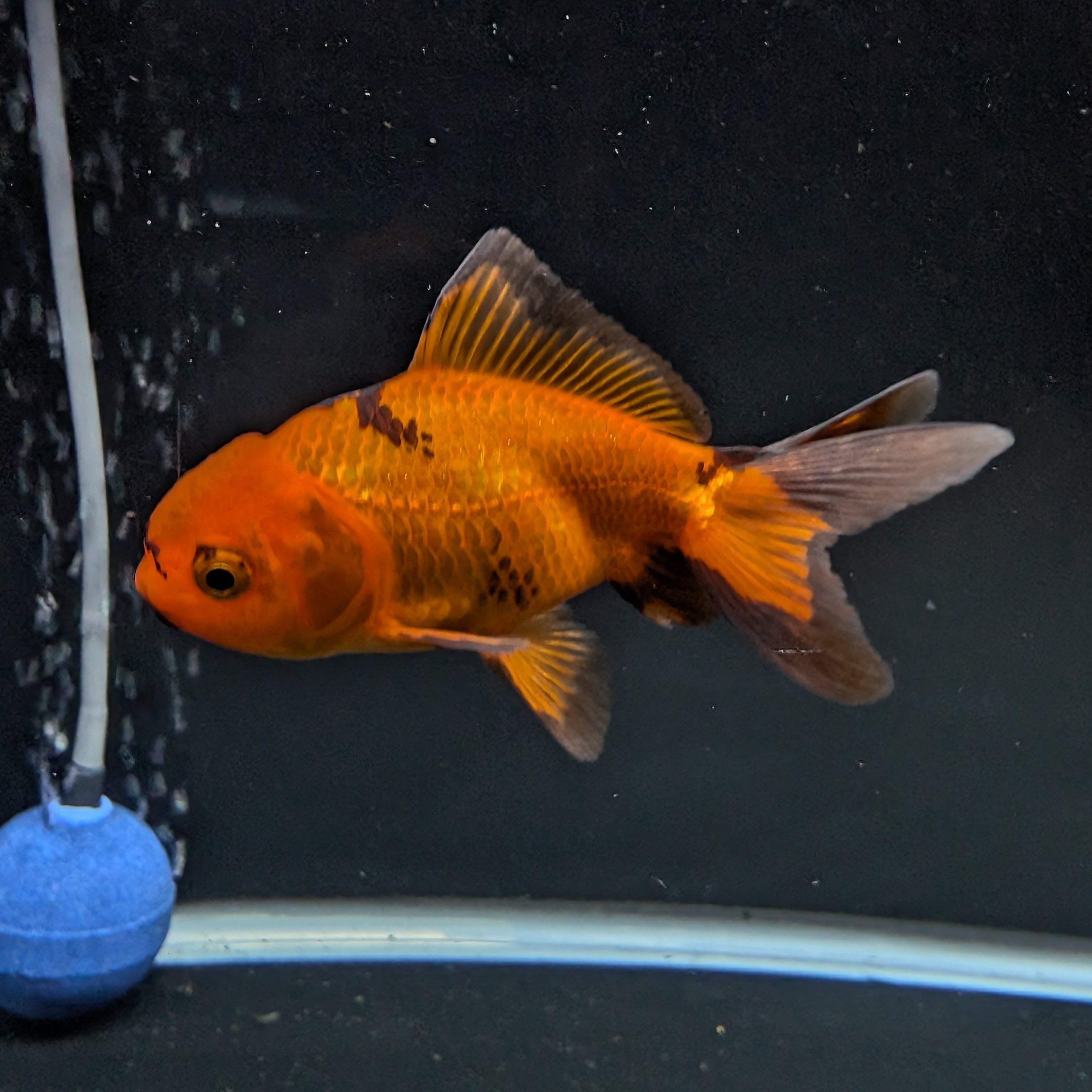 Juvenile Oranda Red Black 3"-3.5"in.  ID#522T1A-001