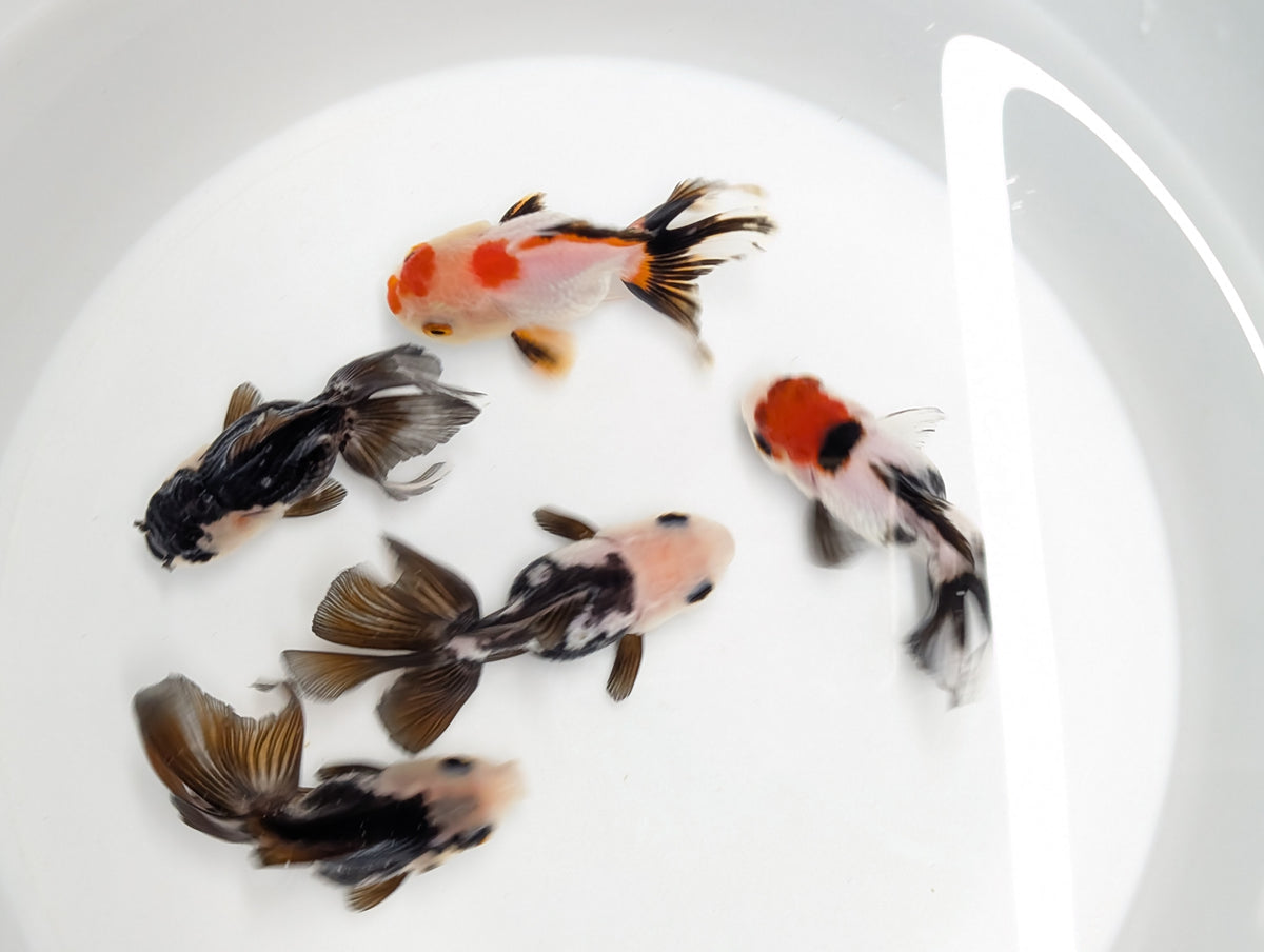 Single - Thai Oranda Mix Color - Tricolor, Panda, Red Black  3.5"-4" in. *Assorted Dealers Choice
