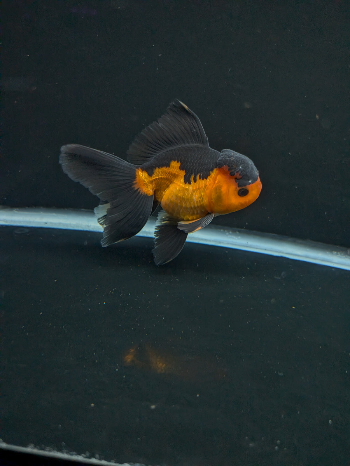 Thai Oranda Red Black 4"-4.5"in.  ID#1016T1A-004