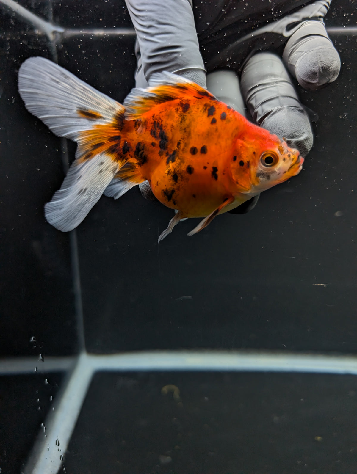 Tamasaba Calico 3"-3.5" in. ID#1009TM1B-011