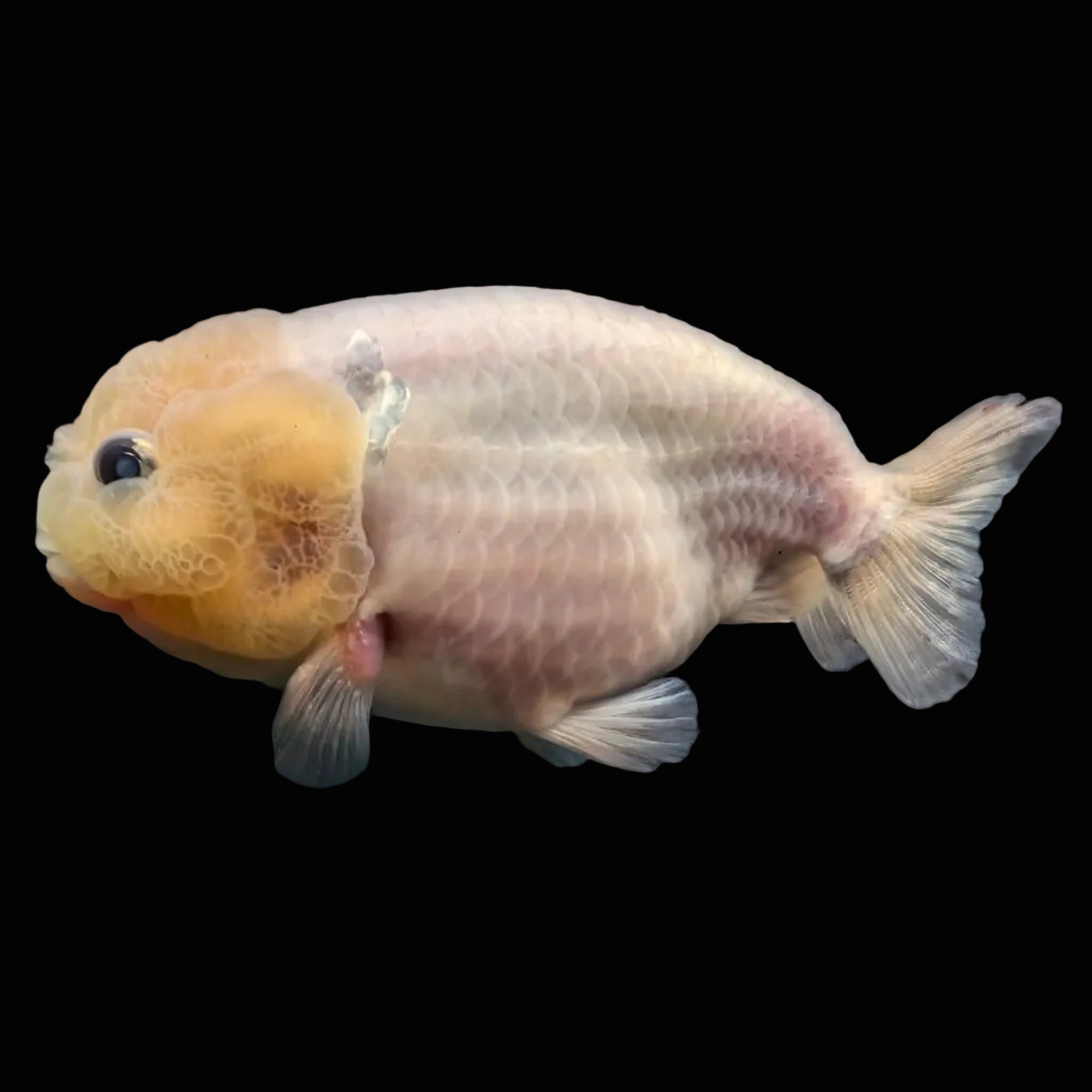 Jumbo Ranchu Pearl White 3.5"- 4" in. ID#703R8A-008 Please See Notes.