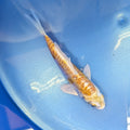 Doitsu Hariwake Koi  4"in. ID#806BFK-017