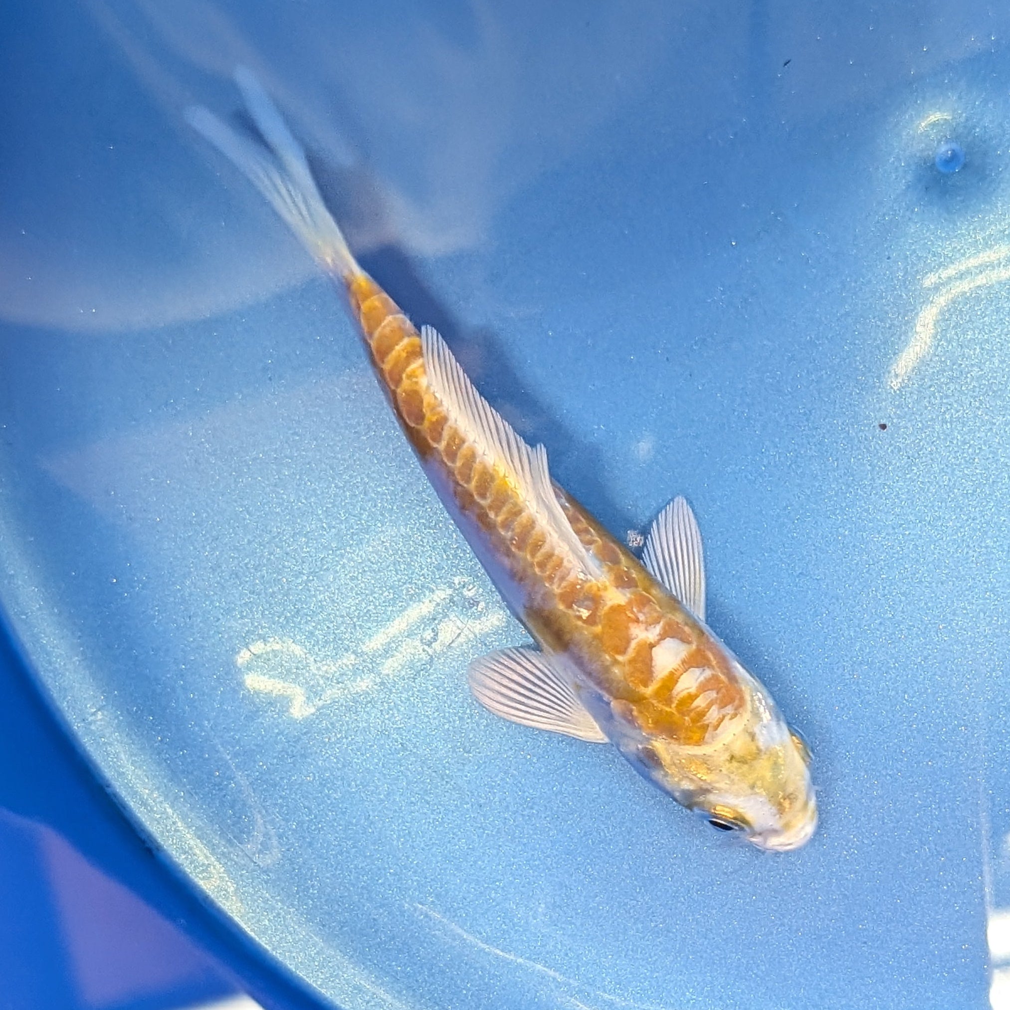 Doitsu Hariwake Koi  4"in. ID#806BFK-017