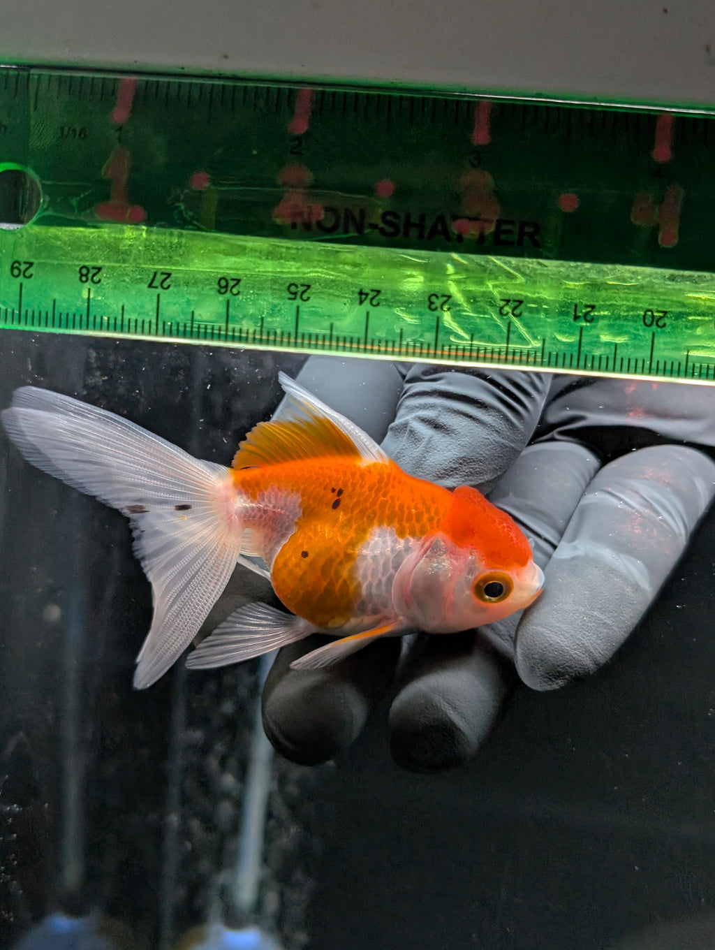 Juvenile Oranda  Red White 3"-3.5"in.  ID#619T1A-003