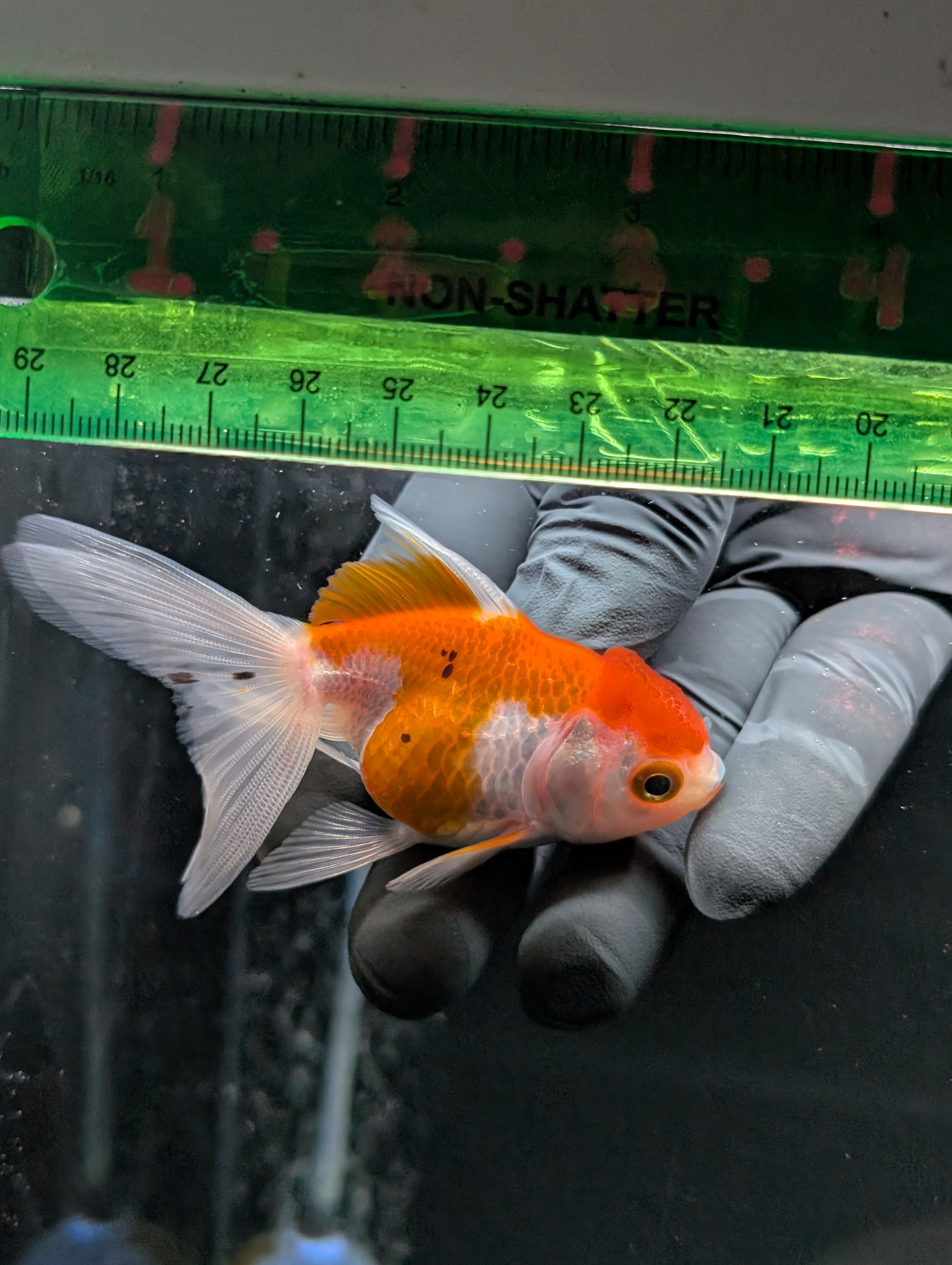 Juvenile Oranda  Red White 3"-3.5"in.  ID#619T1A-003