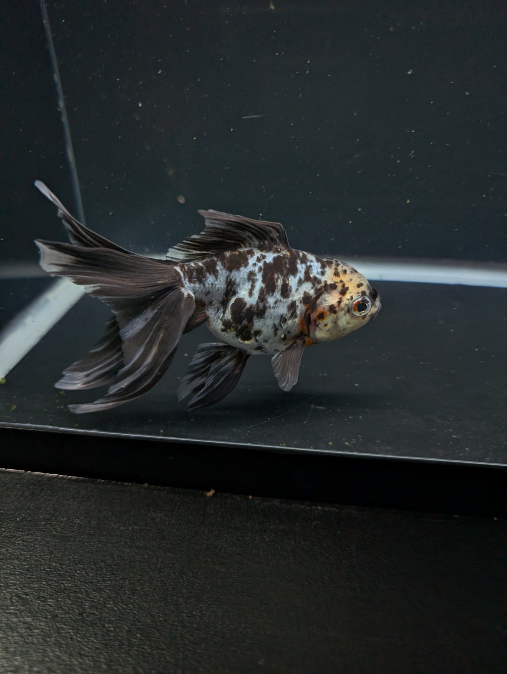 Calico Oranda 5"in. ID#821LB2A-62