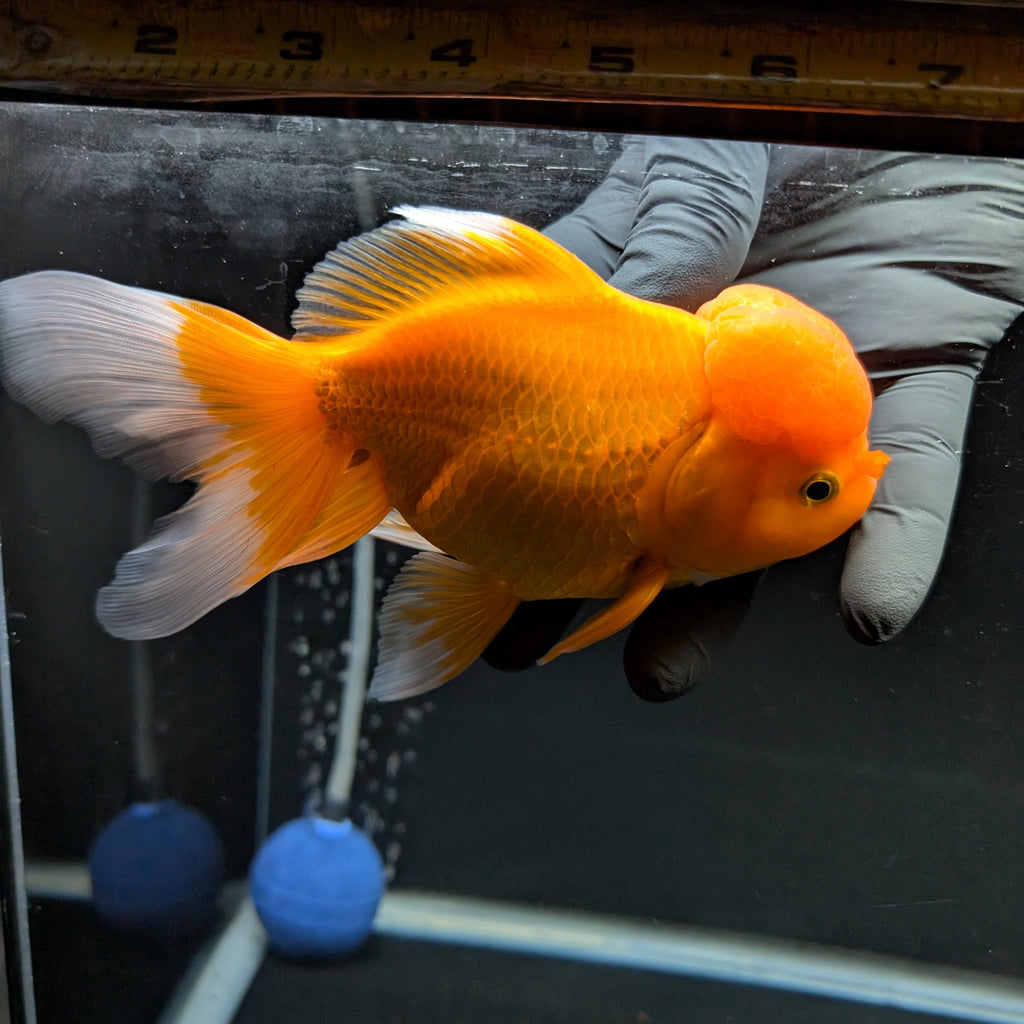 Jumbo Oranda Red White 6.5"-7"in.  ID#522T4B-002