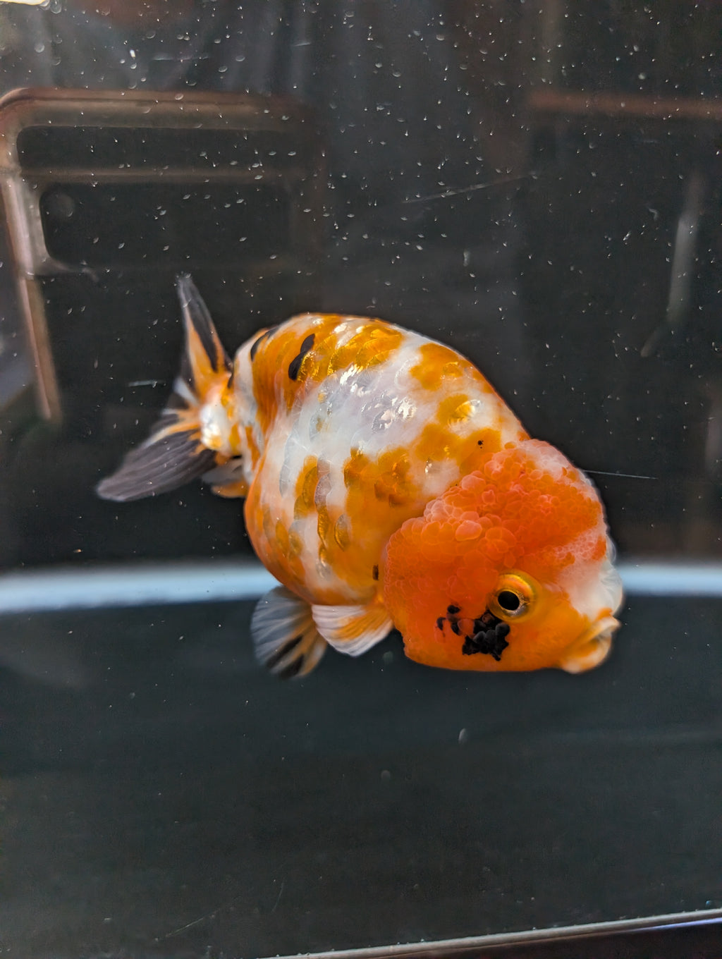 Jumbo Ranchu Sakura Calico 4.5"-5" in. ID#814R8A-026