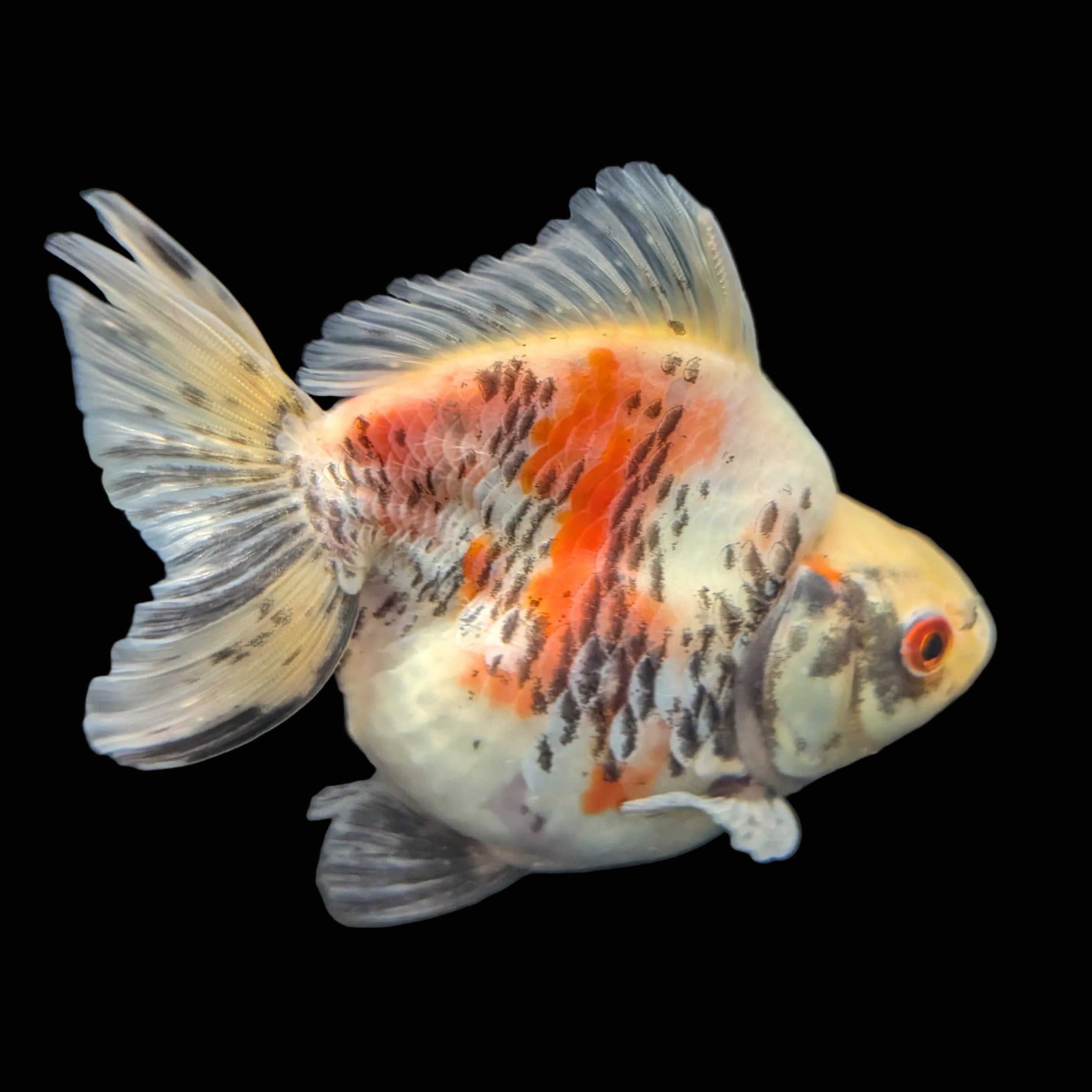 Jumbo Ryukin Short Tail Kirin Calico 4"-4.5" in. ID#3204B-005