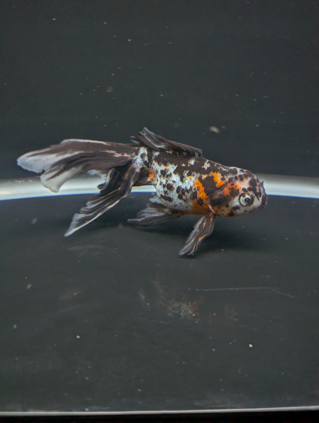 Calico Oranda 5"in. ID#821LB2A-61 Please See Notes.