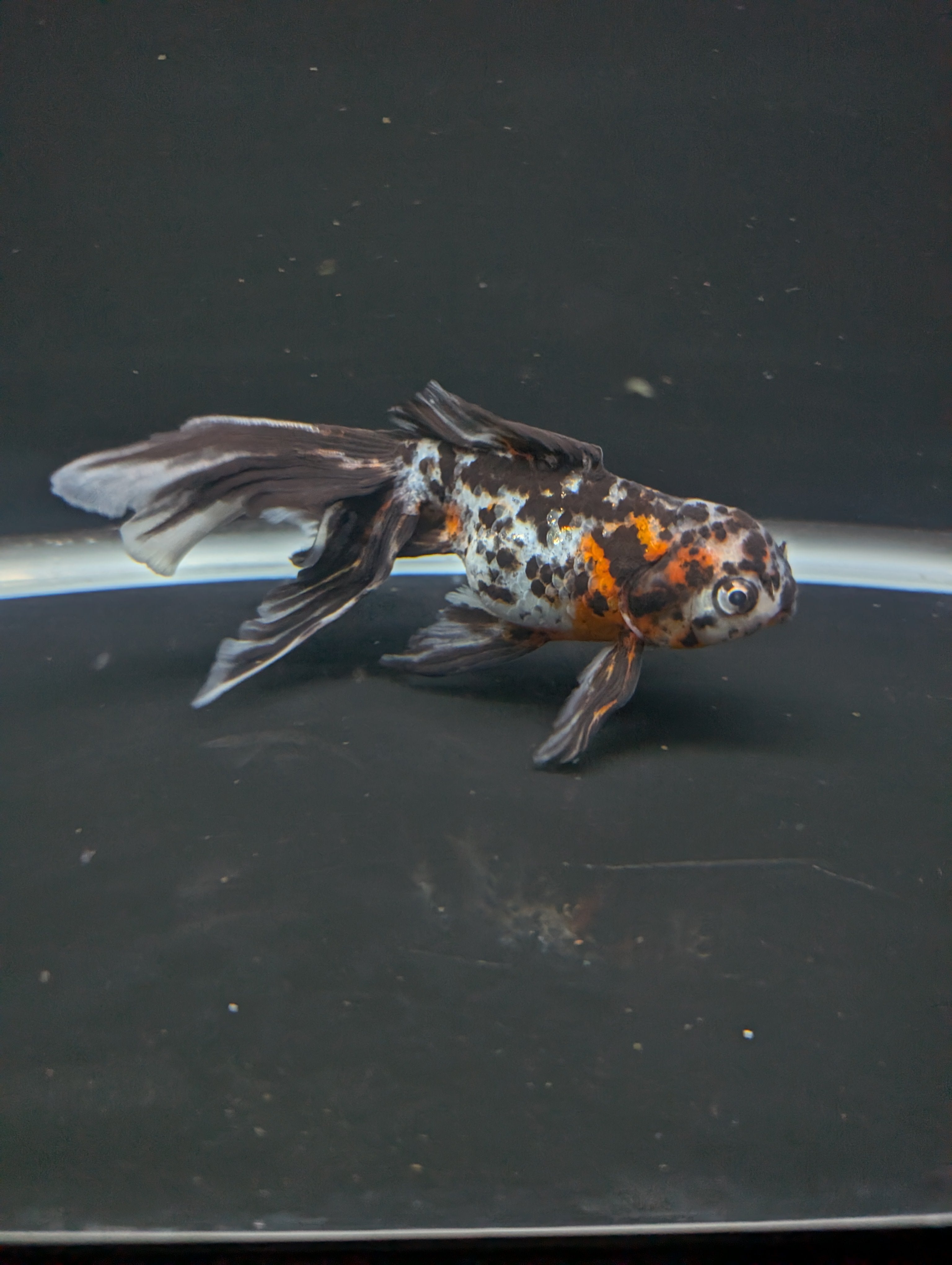 Calico Oranda 5"in. ID#821LB2A-61 Please See Notes.