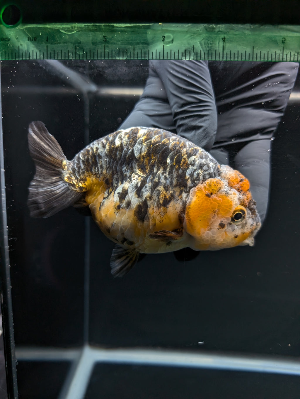 Jumbo Ranchu Kirin Calico 4.5"-5" in. ID#828R8A-051