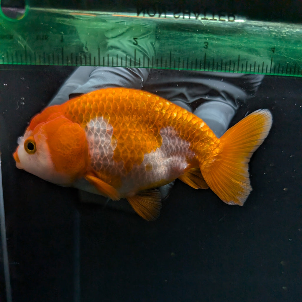 Ranchu Red White 3.5"-4"in. ID#821R4A-053