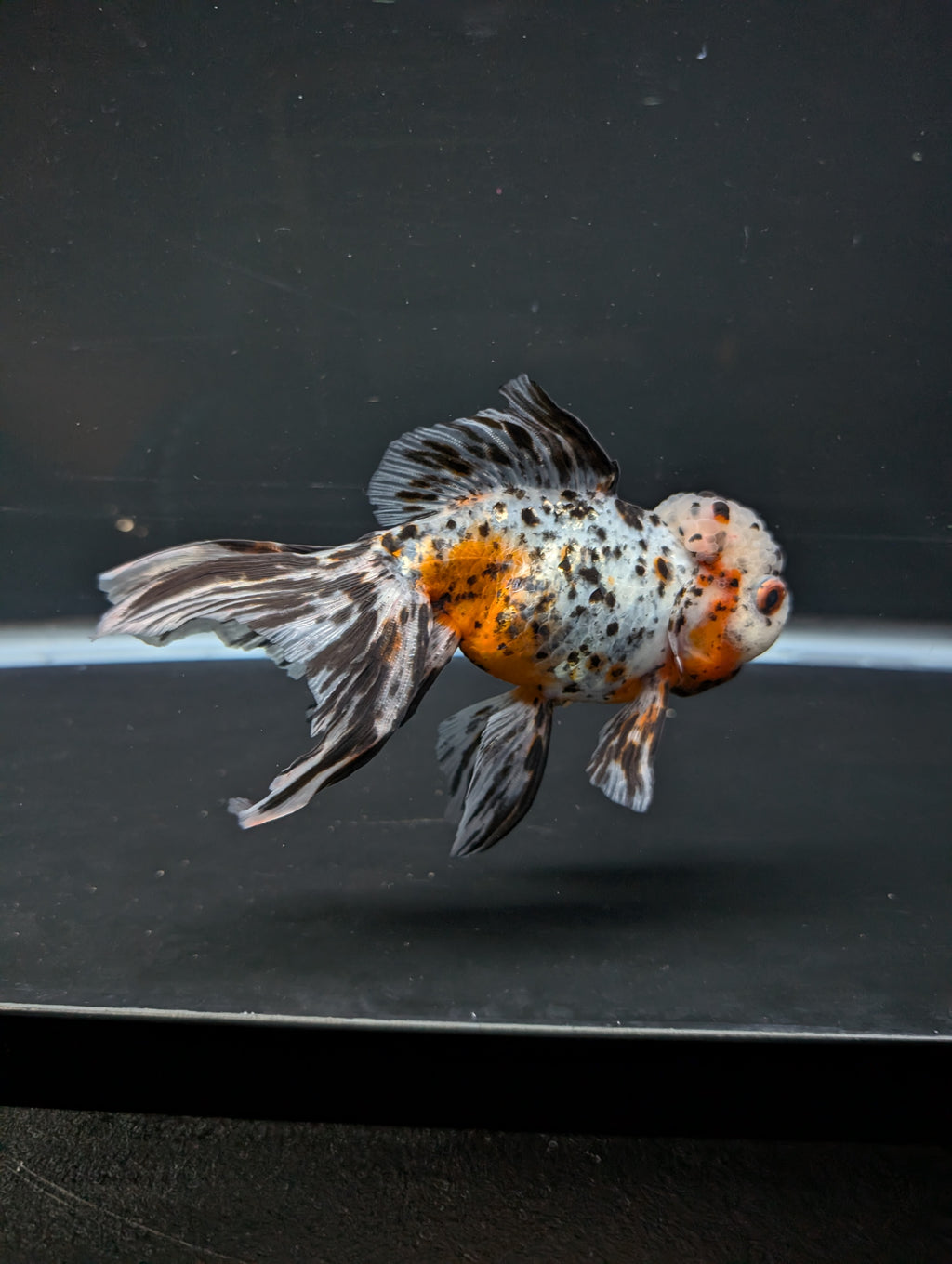Calico Oranda 4.5"-5"in. ID#814LB2A-53