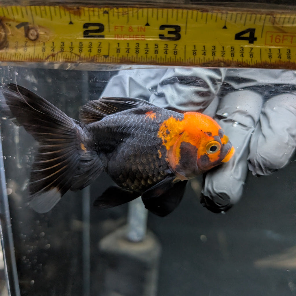 Juvenile Oranda Tricolor 3.5"-4" in.  ID#417T7A-002
