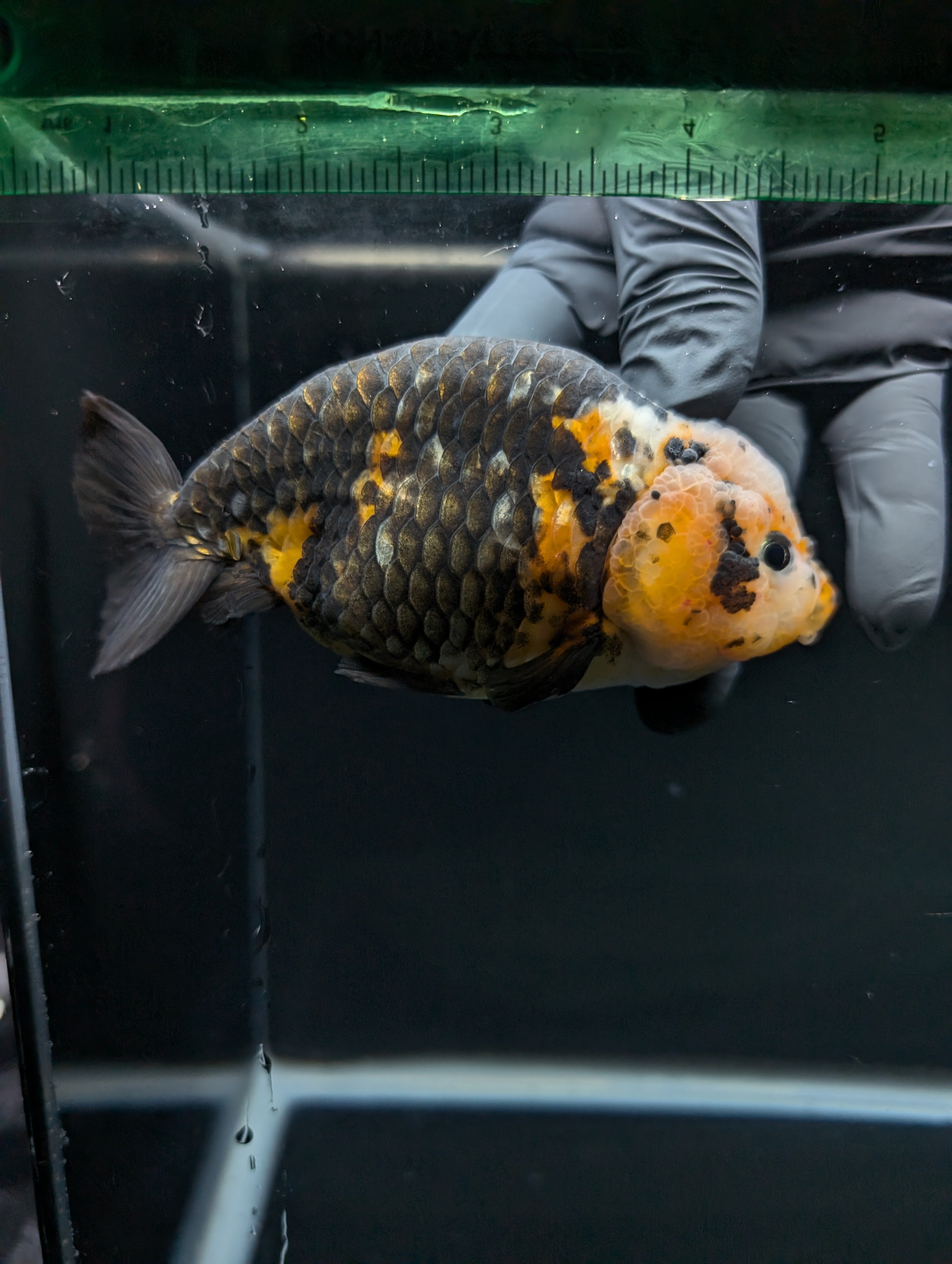 Jumbo Ranchu Calico 4.5"-5" in. ID#828R8A-055