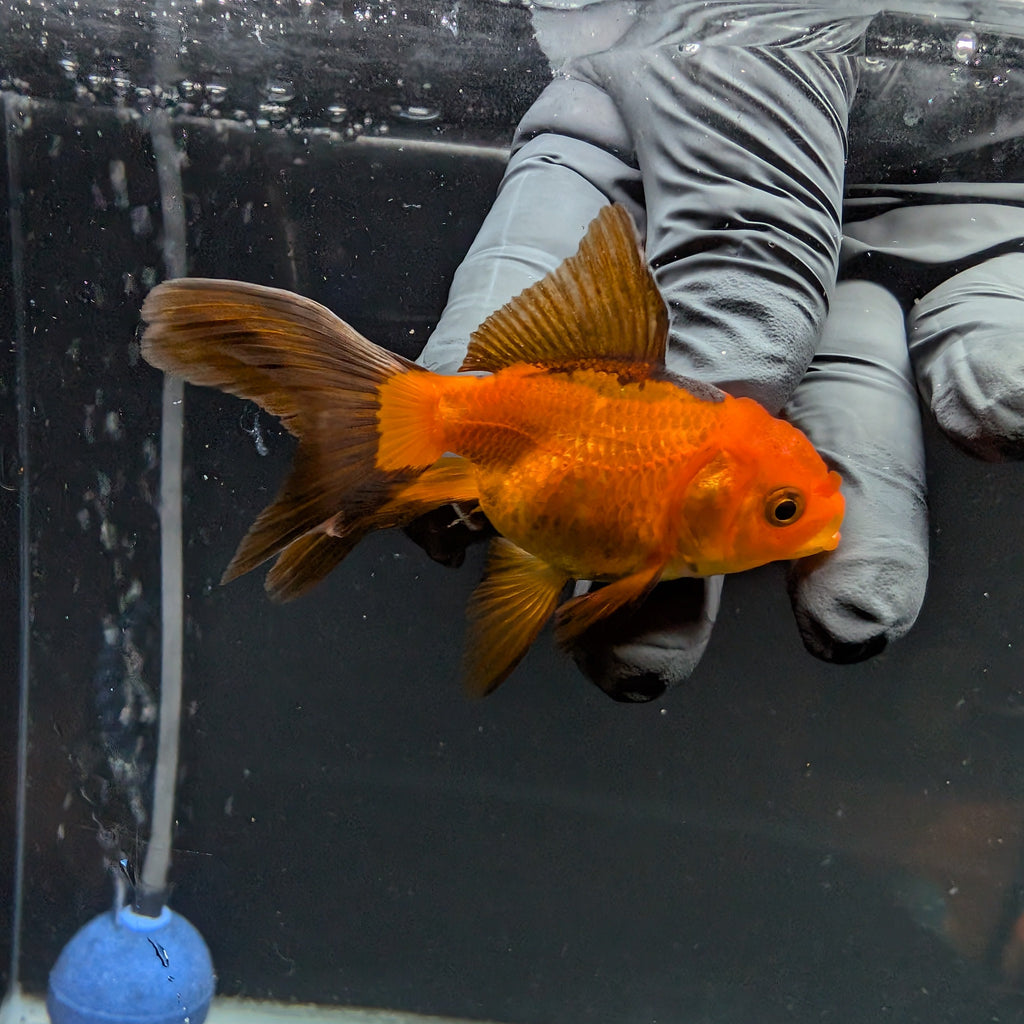 Juvenile Oranda Red Black 3"-3.5"in.  ID#515T2A-002
