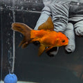 Juvenile Oranda Red Black 3"-3.5"in.  ID#515T2A-002