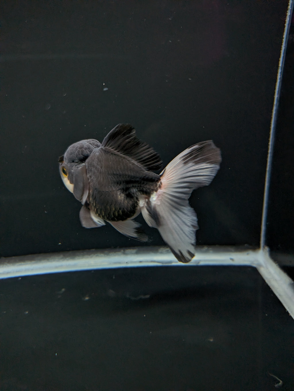 Thai Oranda Panda 4"-4.5"in.  ID#1023T1A-023