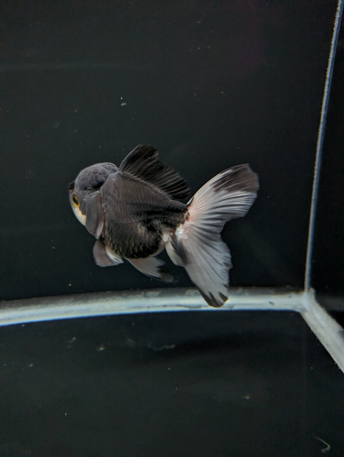 Thai Oranda Panda 4"-4.5"in.  ID#1023T1A-023
