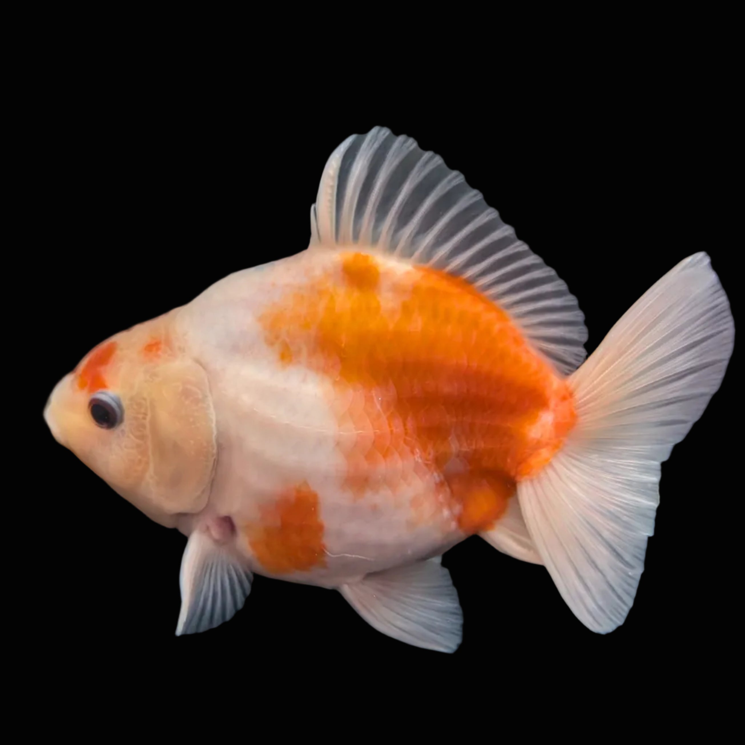 Jumbo Oranda Yuan Bao Sakura   4"-4.5"in. ID#807SB13A-003