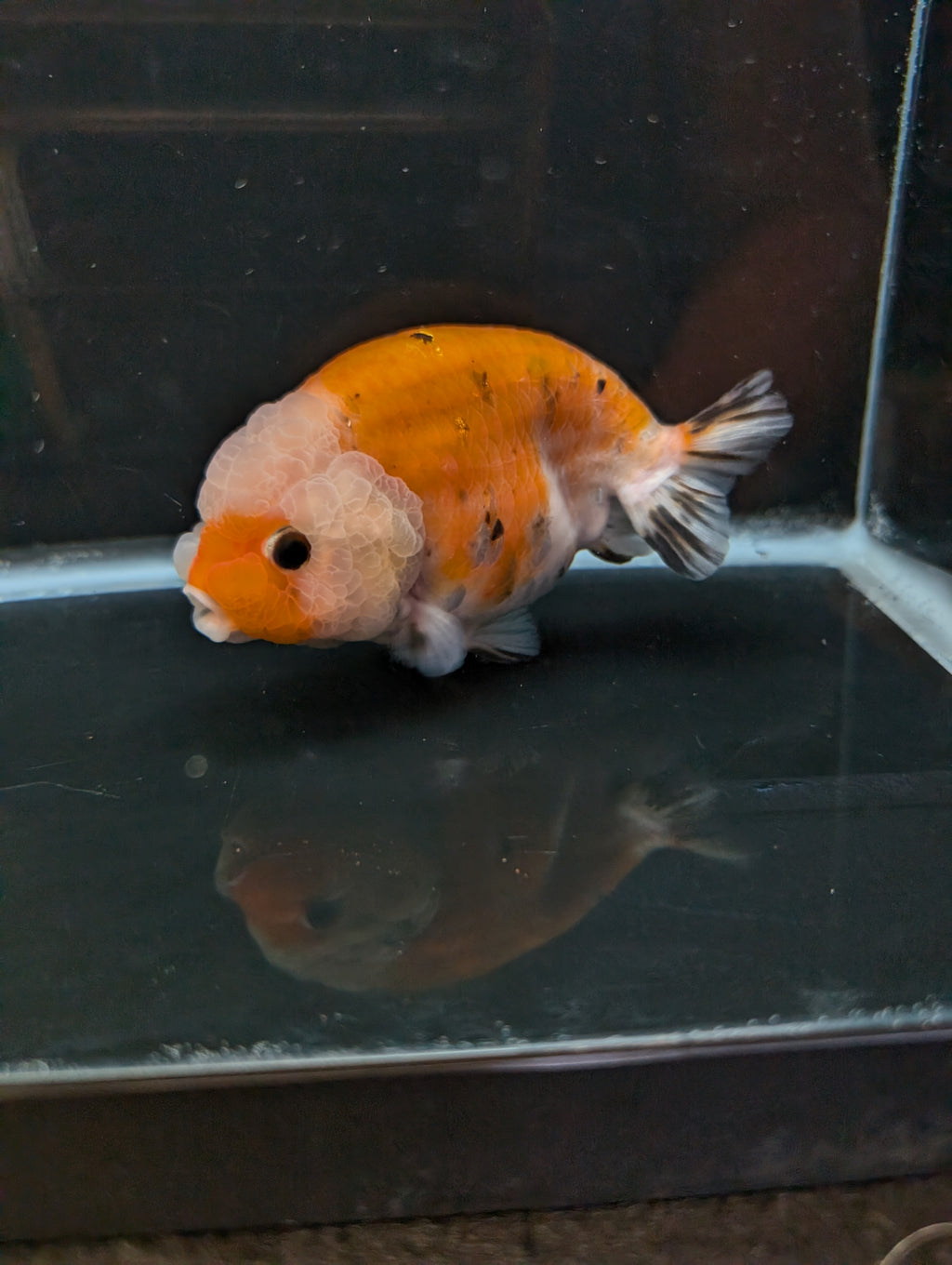 Jumbo Ranchu Sakura Calico 4.5"-5" in. ID#814R8A-022