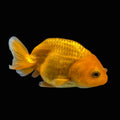 Ranchu Red White 3"-3.5" in. ID#403R7A-008