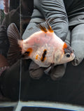 Baby Thai Shogun Oranda Tiger Panda 2"-2.5" in. ID#1023BSG11A-031