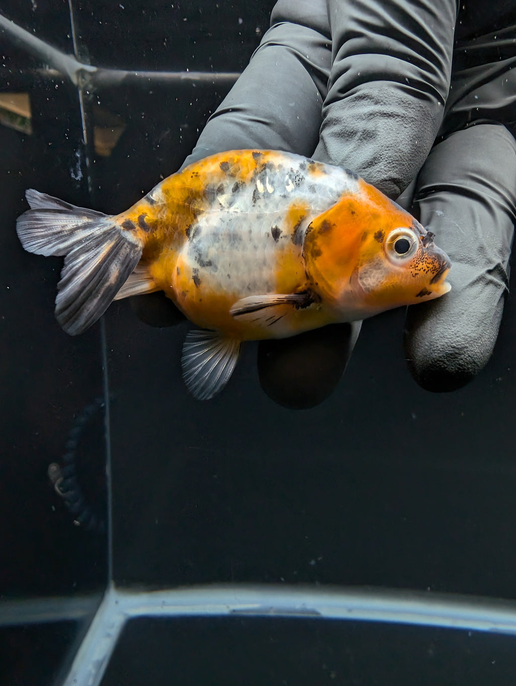 Ranchu Calico 2.5"-3" in. ID#717R4A-006