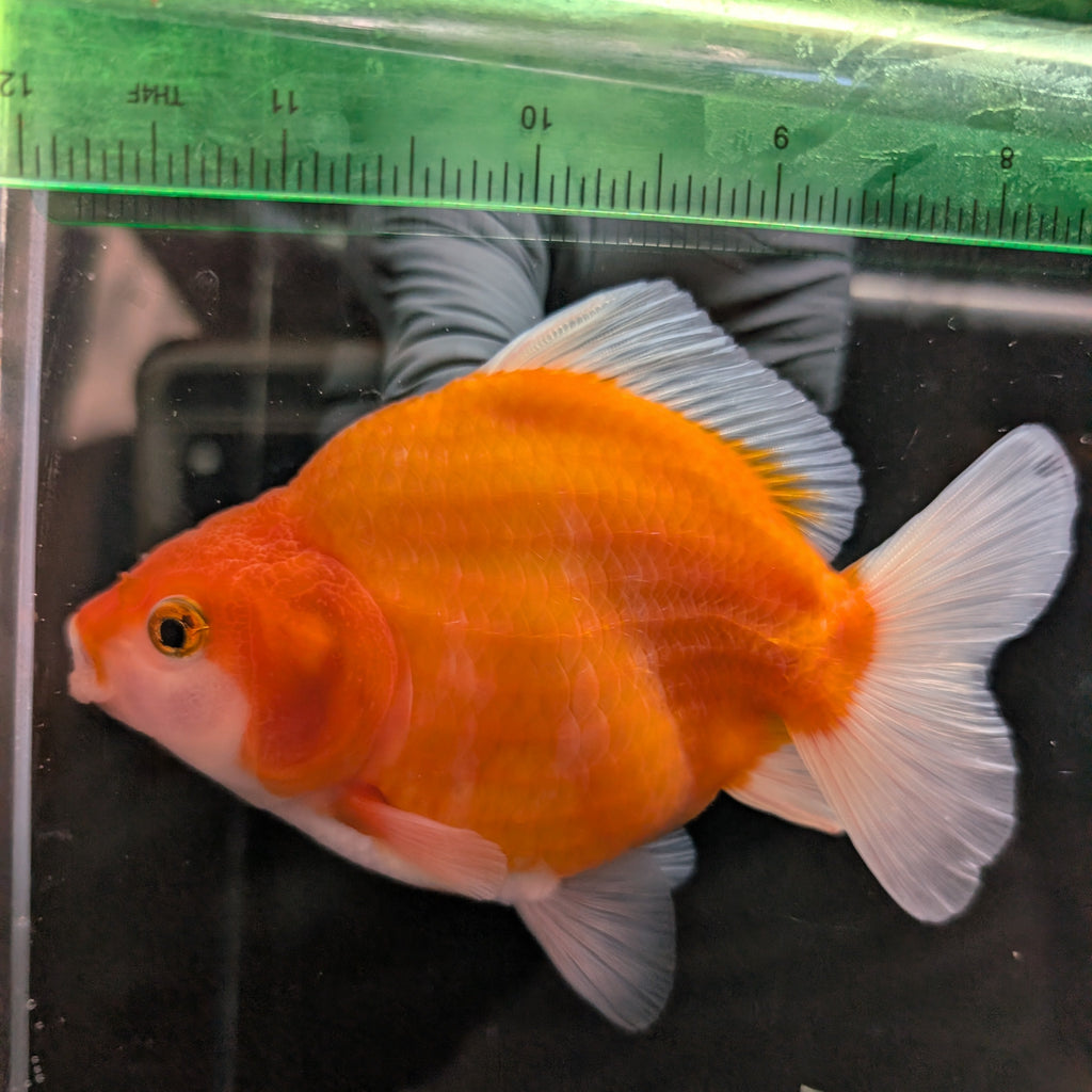 Jumbo Oranda Yuan Bao Sakura   4"-4.5"in. ID#807SB13A-004