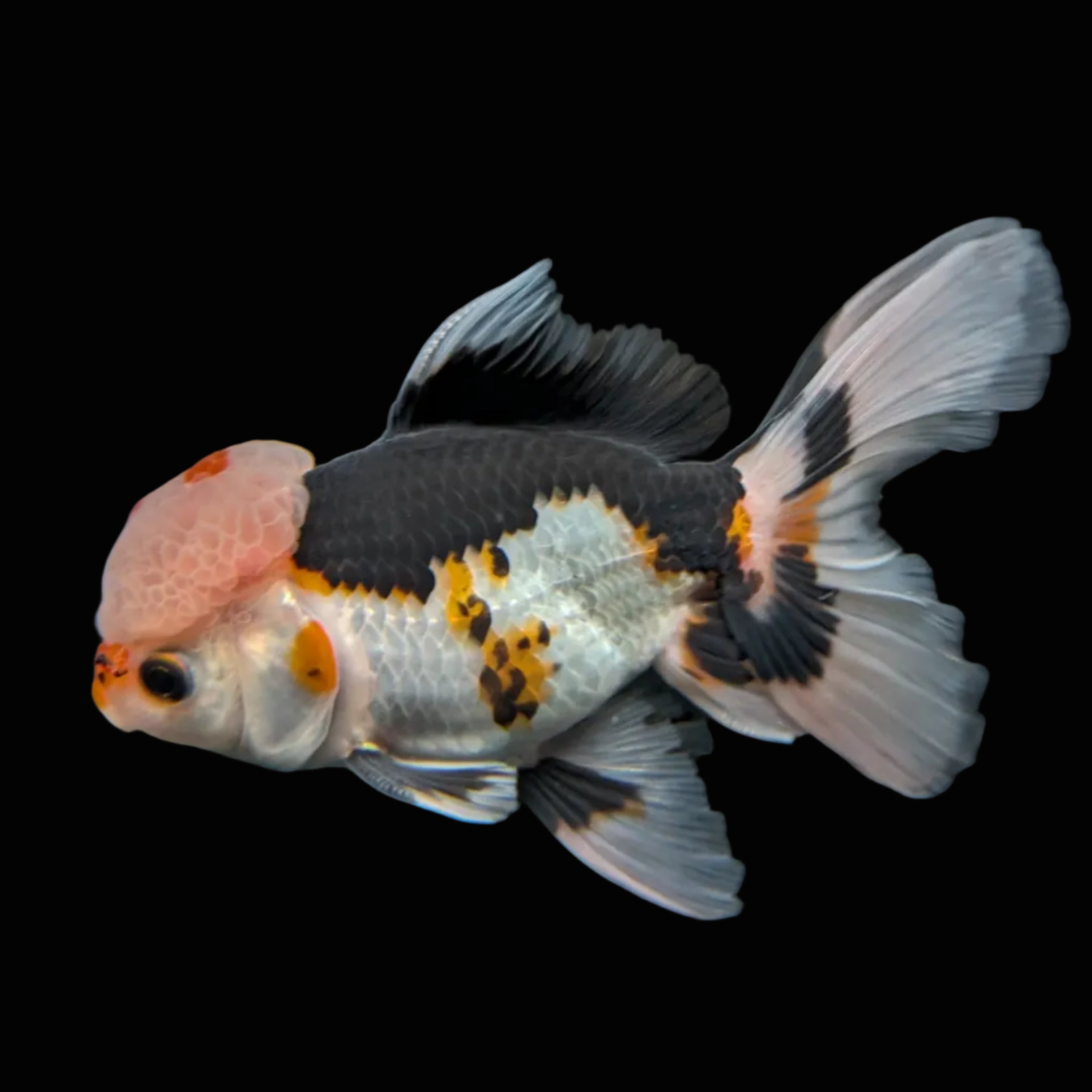 Thai Oranda Tricolor  4.5"-5"  ID#718T5B-003