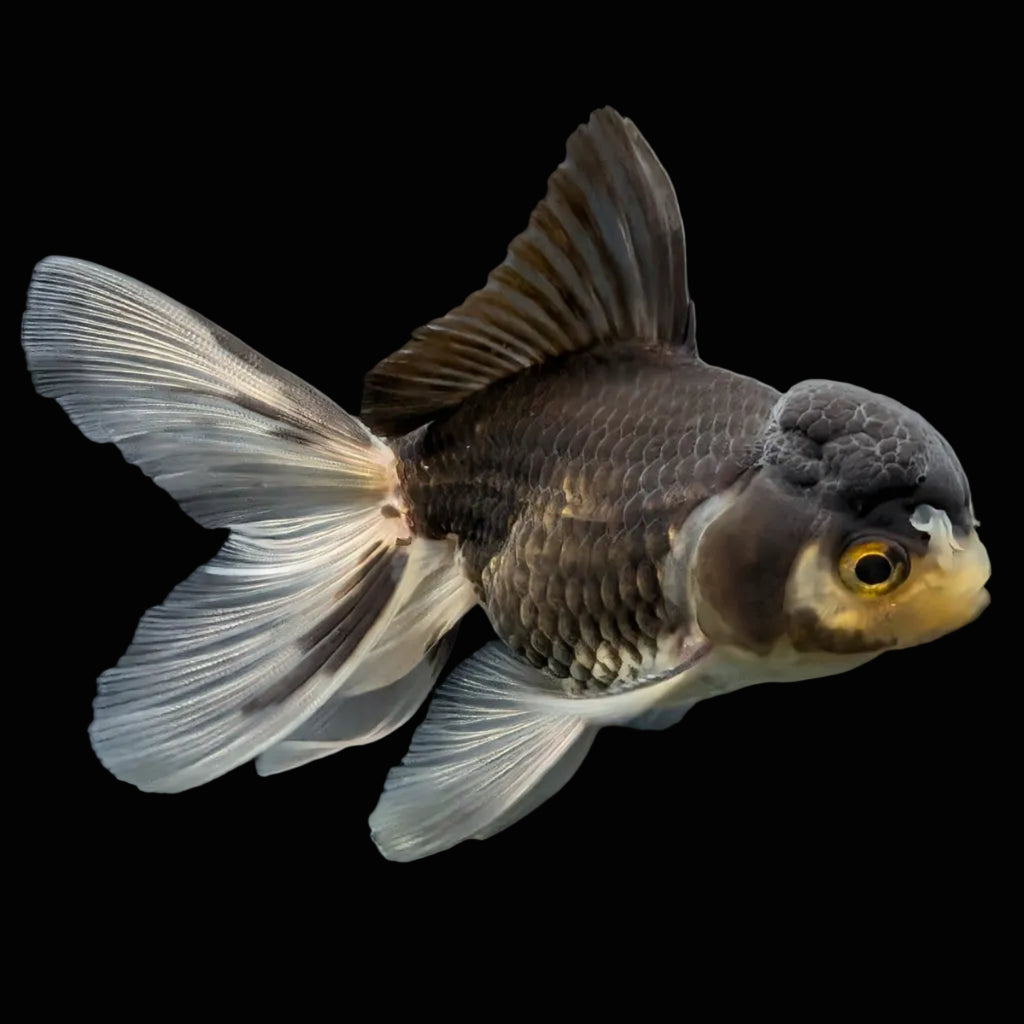 Thai Juvenile Oranda Panda 3.5"-4"in.  ID#724T1A-027