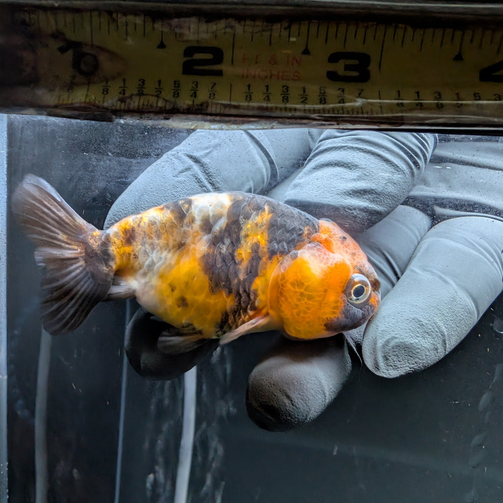 Ranchu Calico 3"-3.5" in. ID#522R4A-009