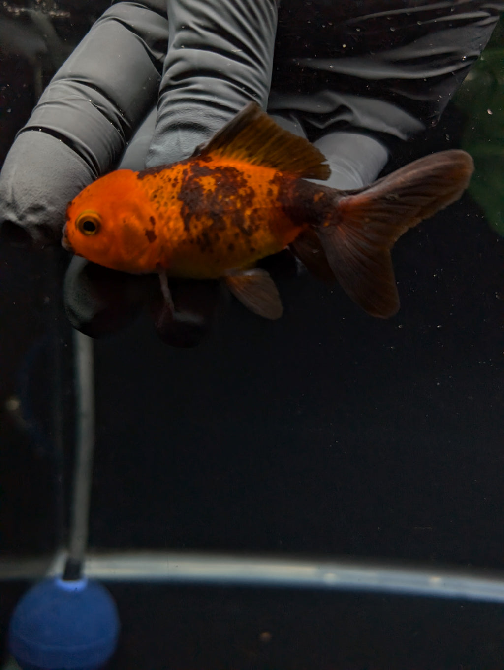 Juvenile Oranda Red Black 3"-3.5"in.  ID#529T1A-054