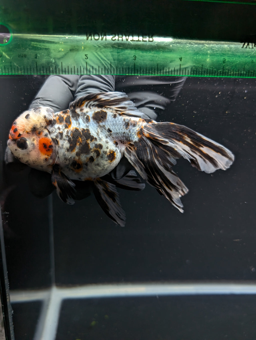 Calico Oranda 5"in. ID#821LB2A-63