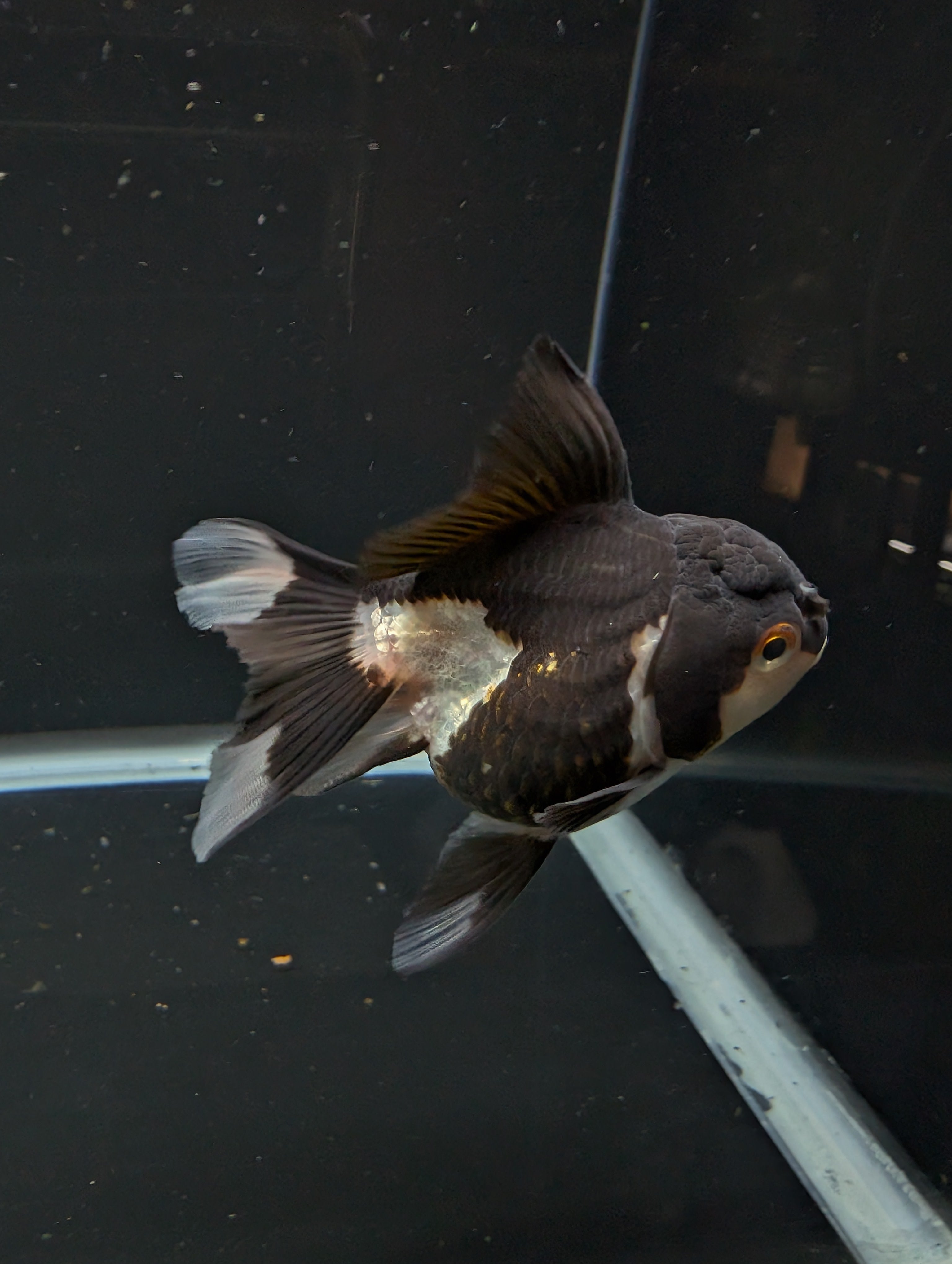 Thai Juvenile Oranda Panda 3"-3.5" in.  ID#626T1A-003