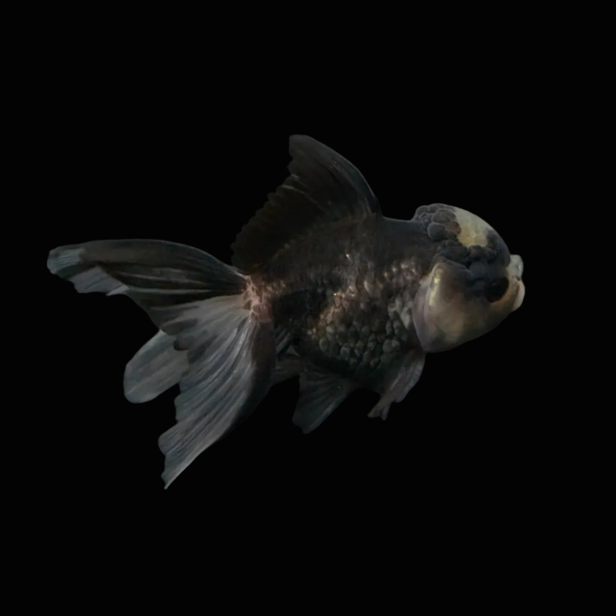 Juvenile Thai Oranda Panda 3"in.  ID#821T1A-023