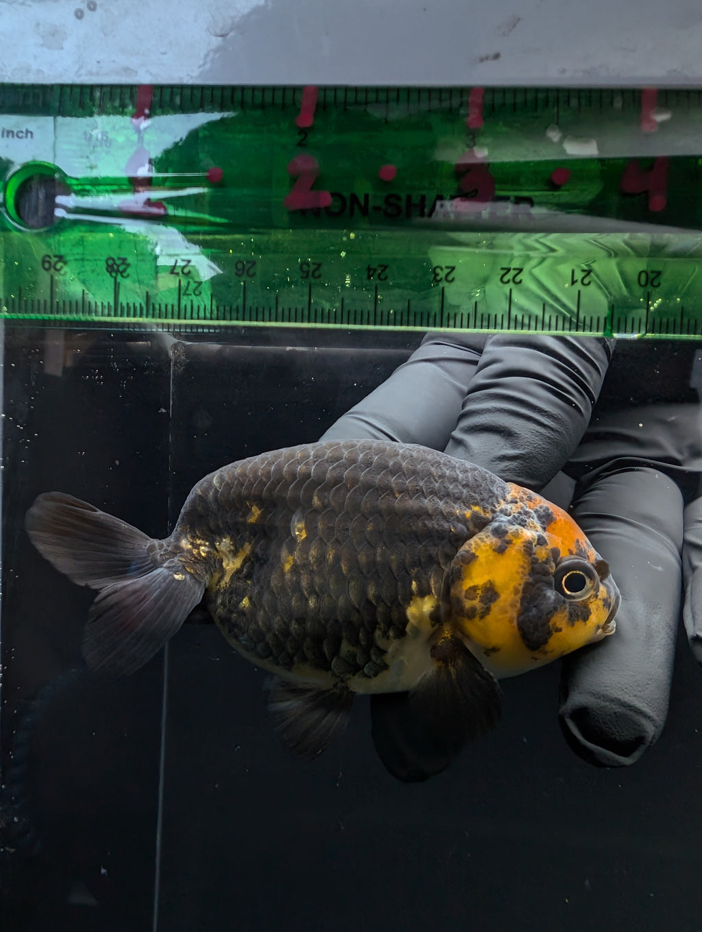 Jumbo Ranchu Calico 3.5"- 4" in. ID#717R8A-001