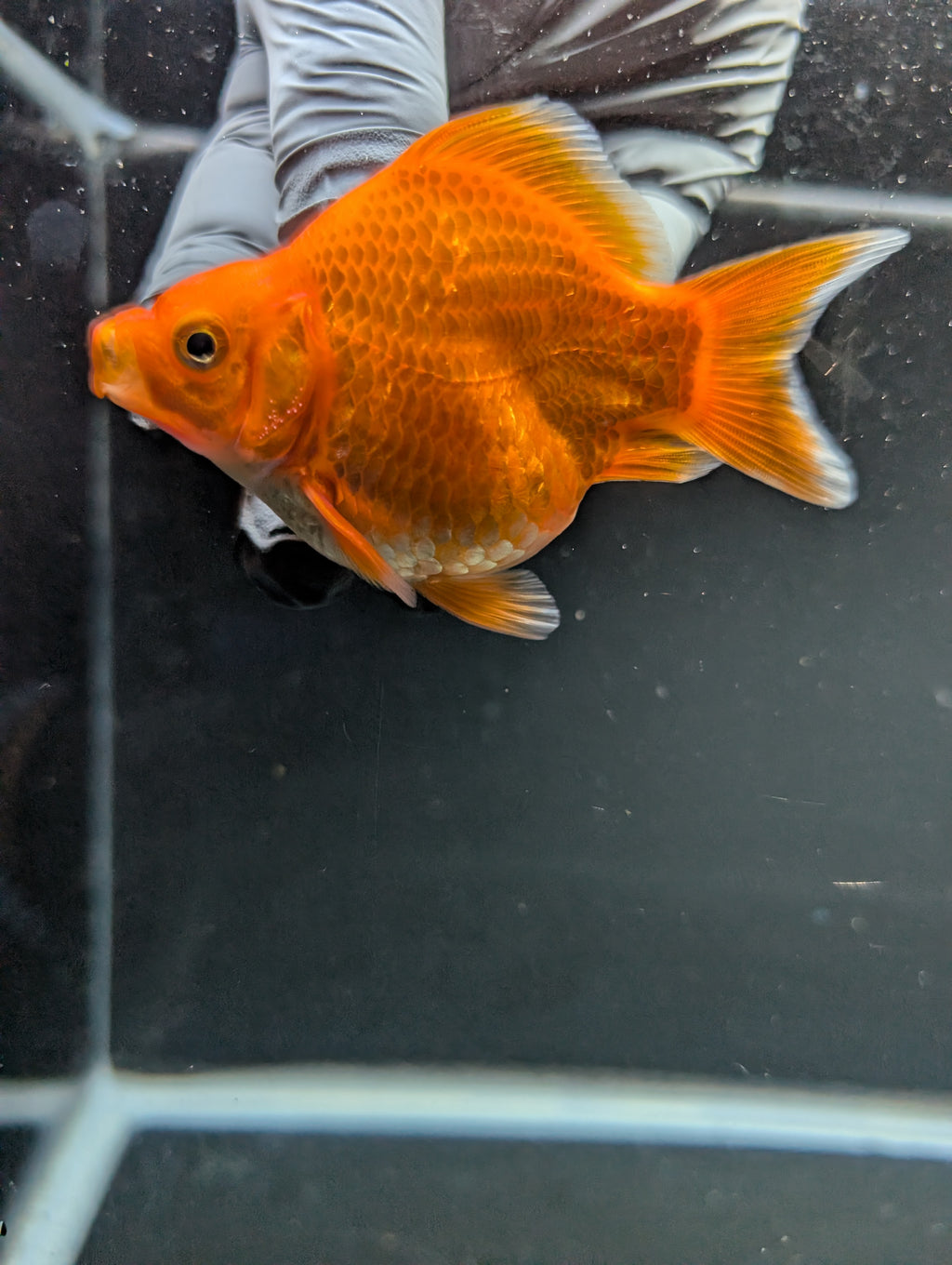 Tamasaba Red White 3"-3.5" in. ID#1009TM1B-009