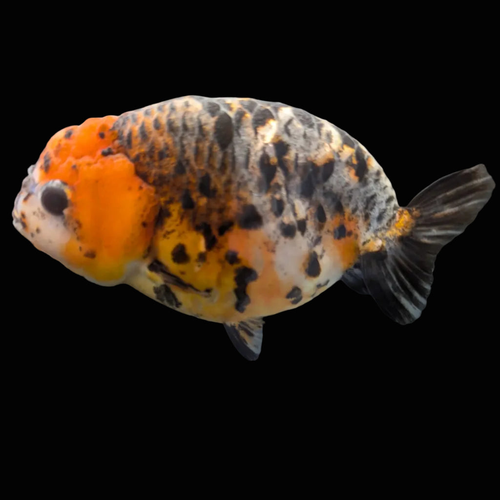 Jumbo Ranchu Kirin Calico 4.5"-5" in. ID#1009R8A-054