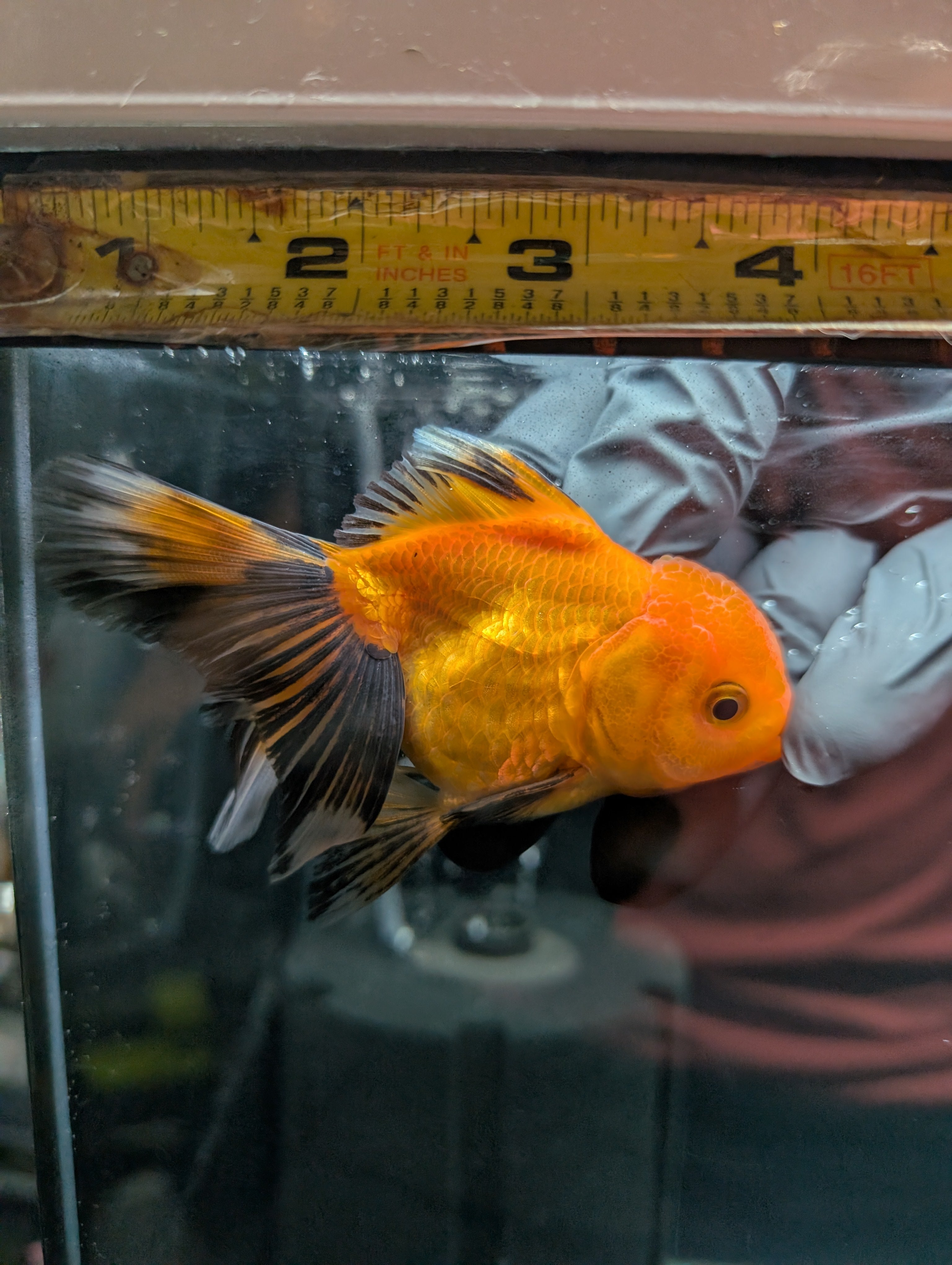 PEACH *Boss 501 Juvenile Oranda Tricolor 3.5"-4" in.  ID#501T2A-007